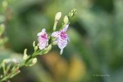 Pseuderanthemum reticulatum